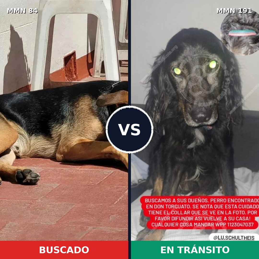 Comparativa MMS 2684: mascota perdida y mascota encontrada, 74% de similitud