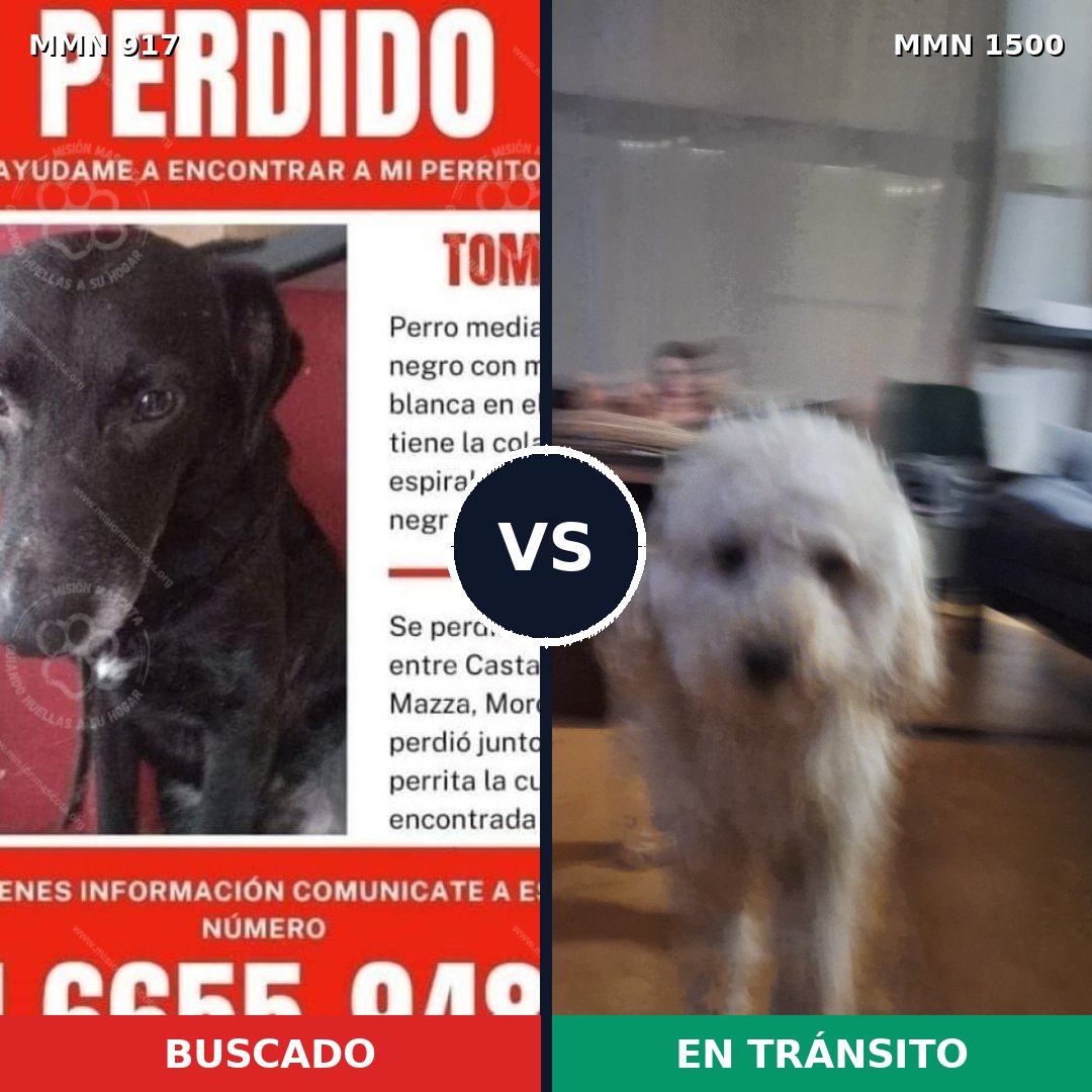 Comparativa MMS 26840: mascota perdida y mascota encontrada, 44% de similitud