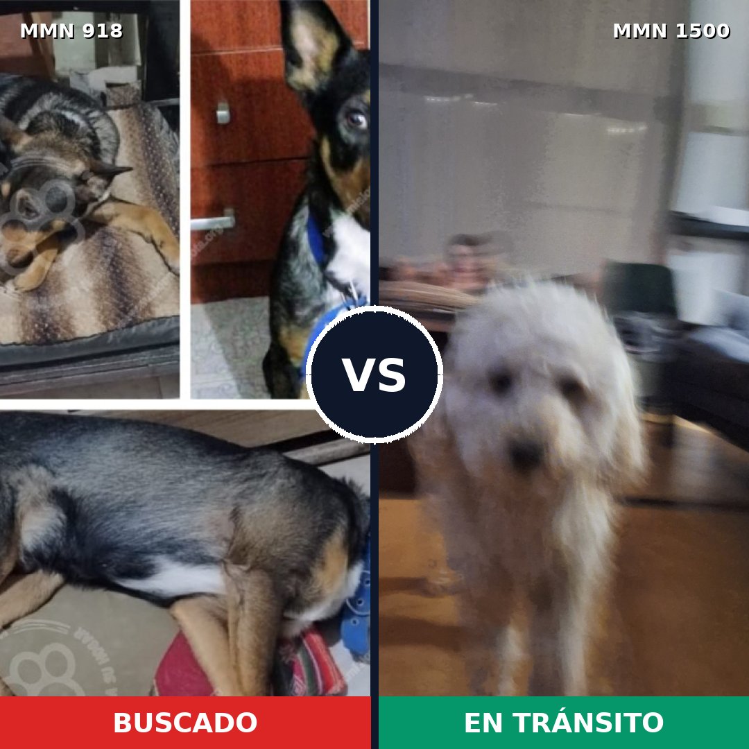 Comparativa MMS 26841: mascota perdida y mascota encontrada, 28% de similitud