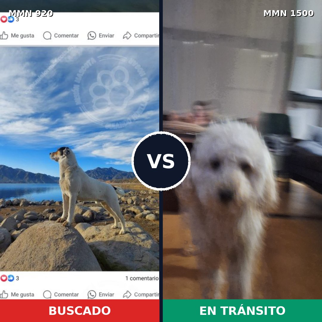 Comparativa MMS 26843: mascota perdida y mascota encontrada, 23% de similitud