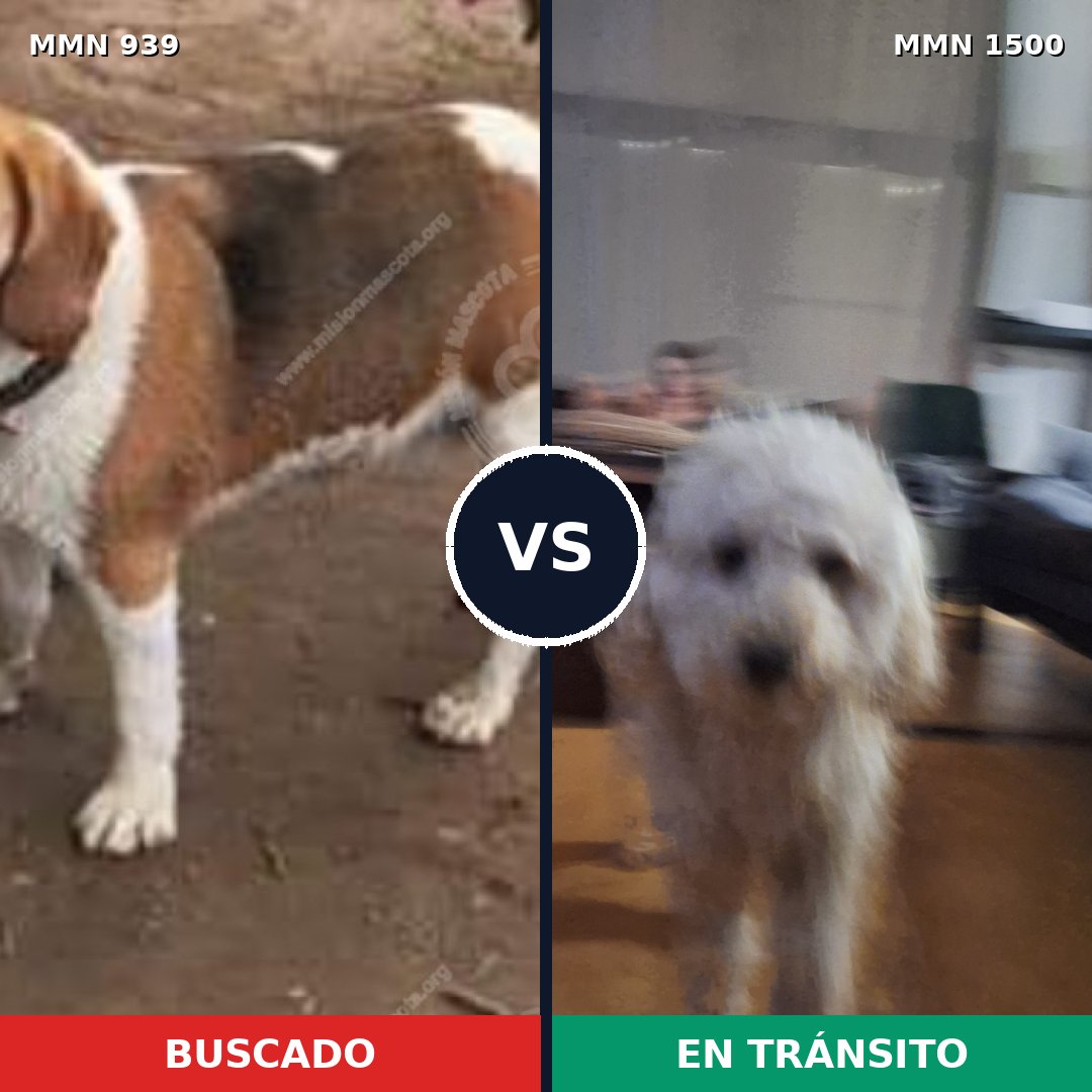 Comparativa MMS 26844: mascota perdida y mascota encontrada, 34% de similitud