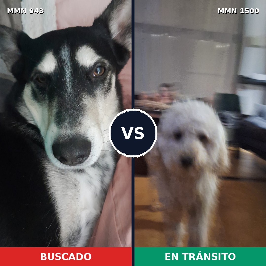 Comparativa MMS 26846: mascota perdida y mascota encontrada, 28% de similitud