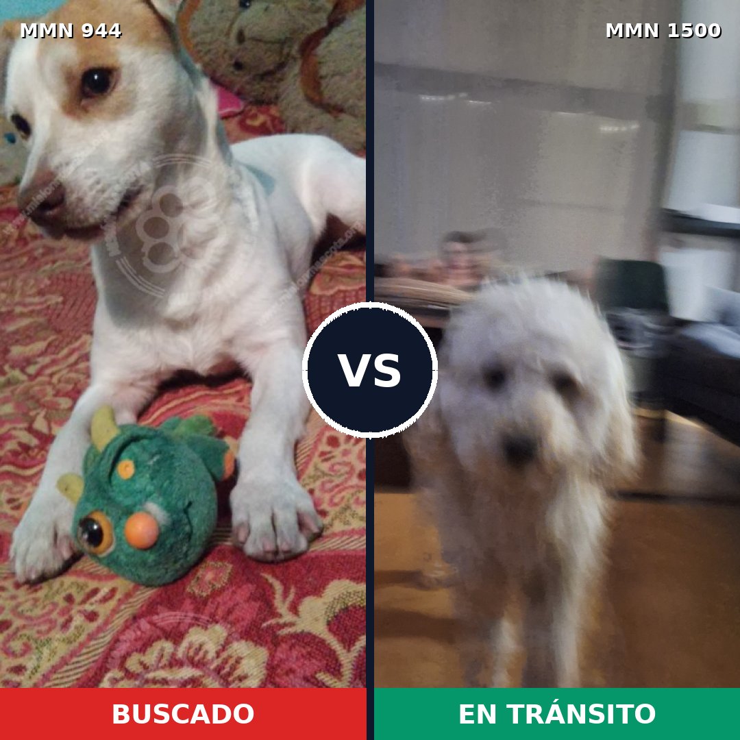 Comparativa MMS 26847: mascota perdida y mascota encontrada, 50% de similitud
