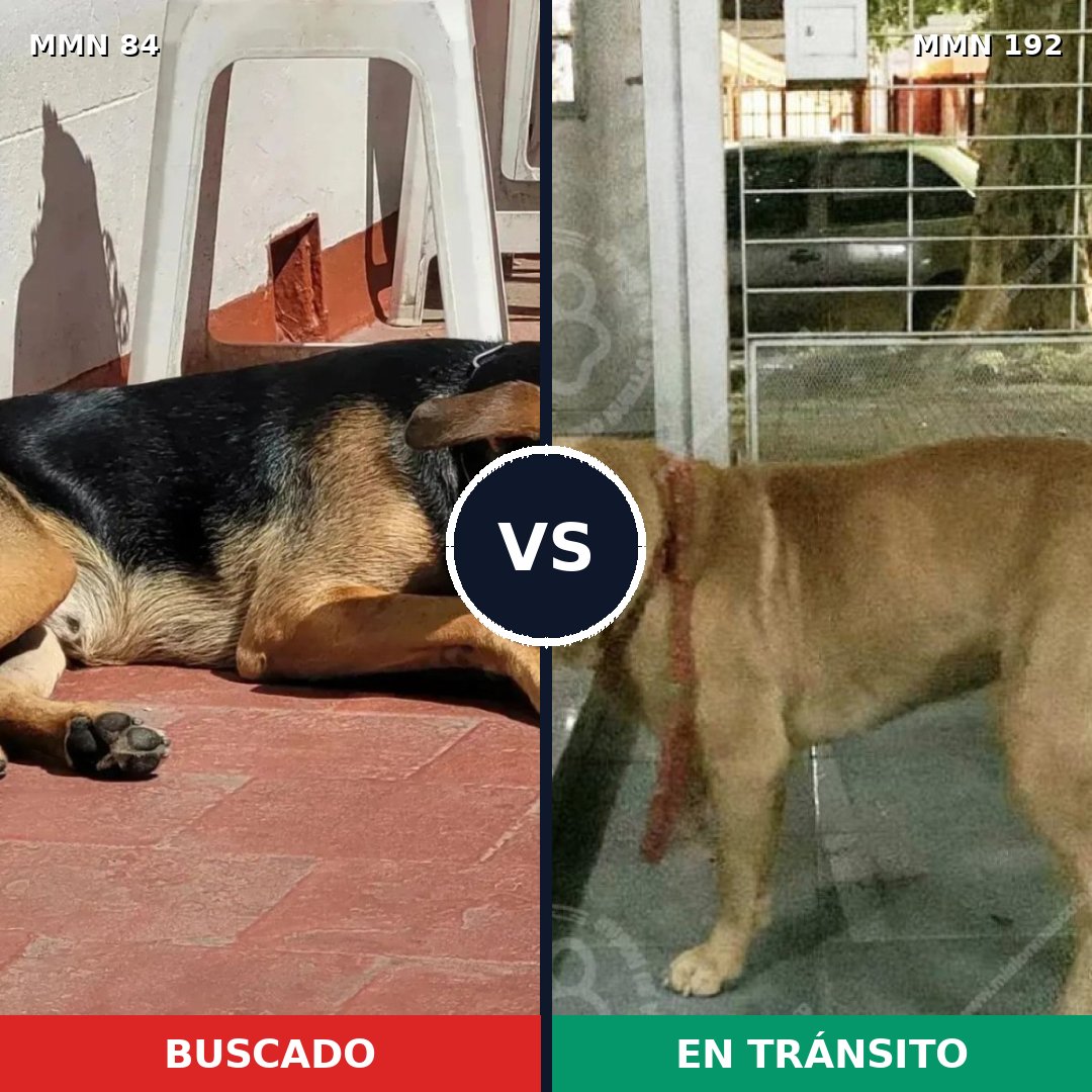 Comparativa MMS 2685: mascota perdida y mascota encontrada, 78% de similitud