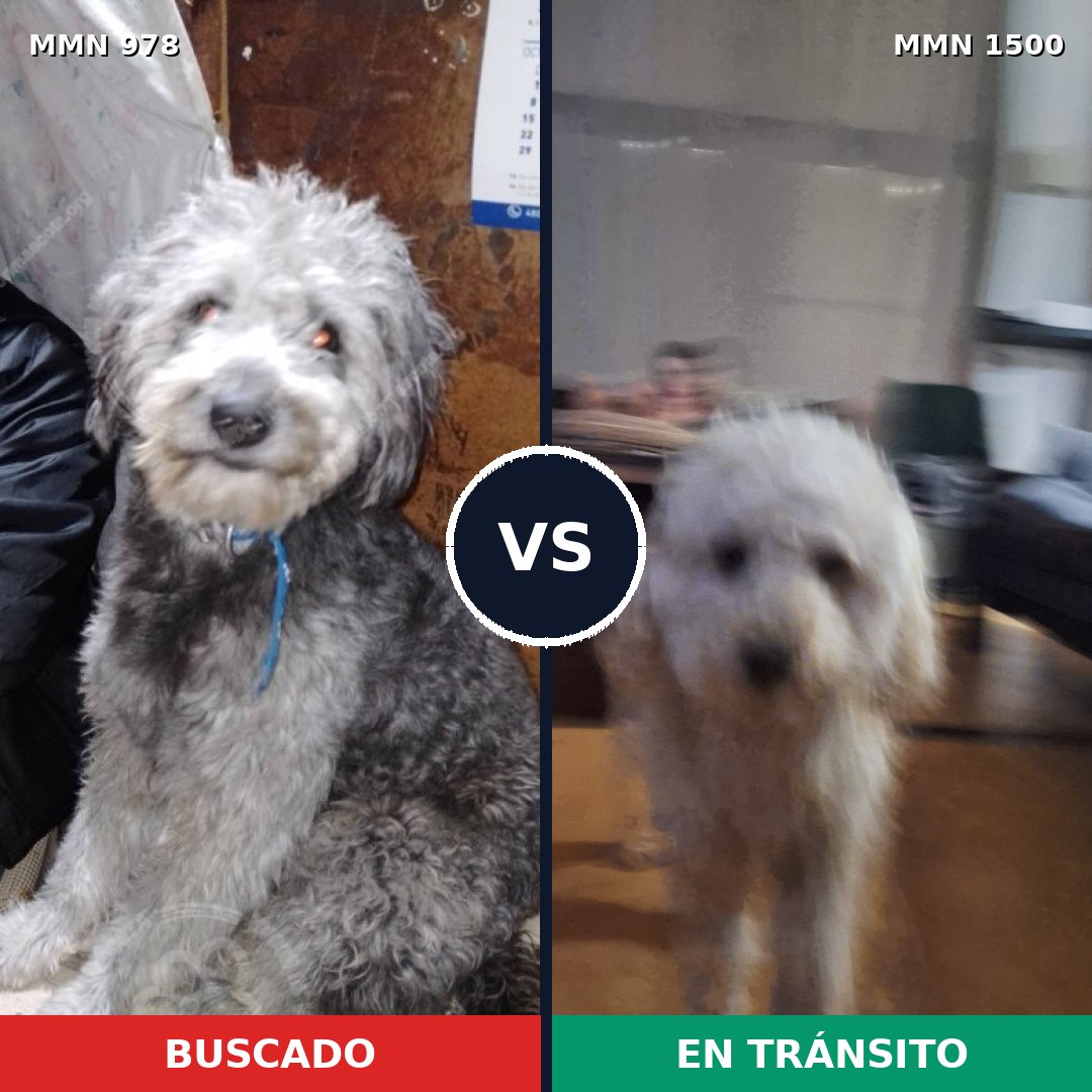 Comparativa MMS 26850: mascota perdida y mascota encontrada, 63% de similitud