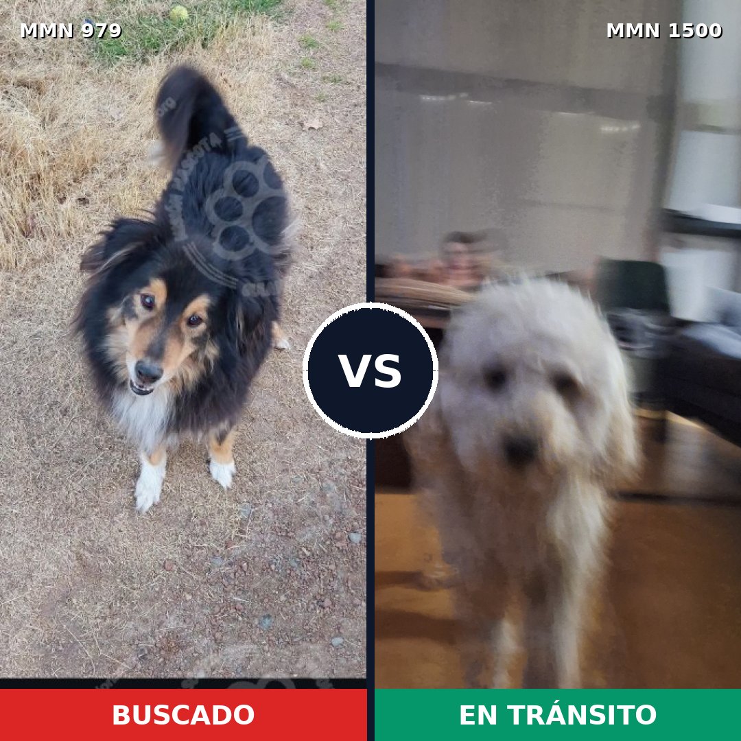 Comparativa MMS 26851: mascota perdida y mascota encontrada, 30% de similitud