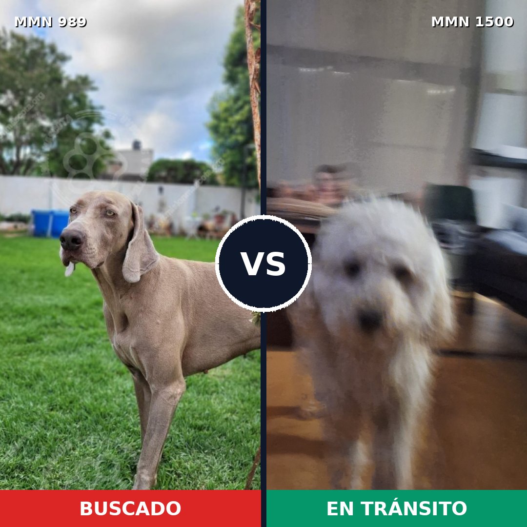 Comparativa MMS 26853: mascota perdida y mascota encontrada, 24% de similitud
