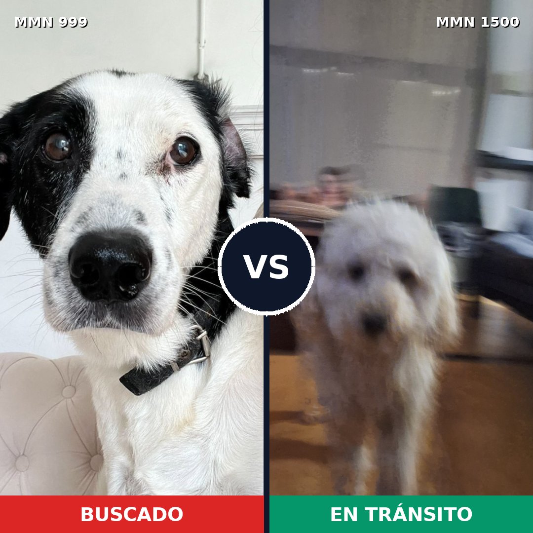 Comparativa MMS 26854: mascota perdida y mascota encontrada, 36% de similitud