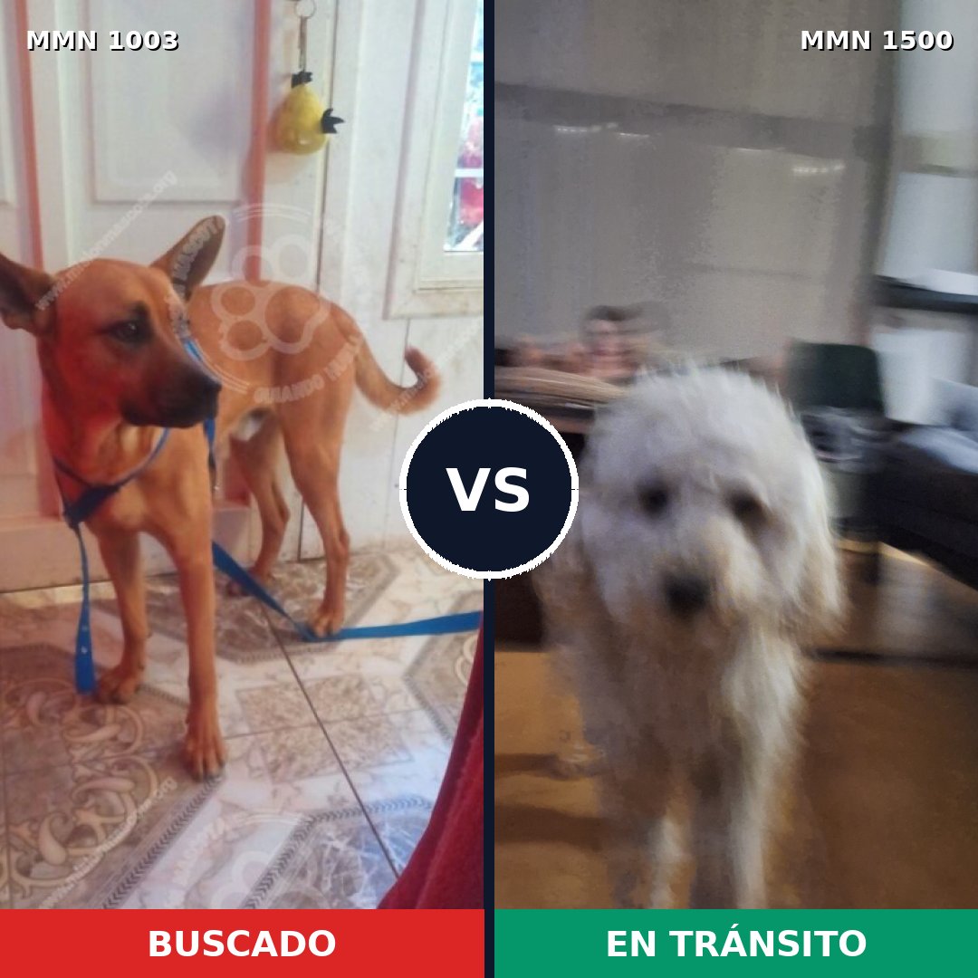 Comparativa MMS 26855: mascota perdida y mascota encontrada, 25% de similitud