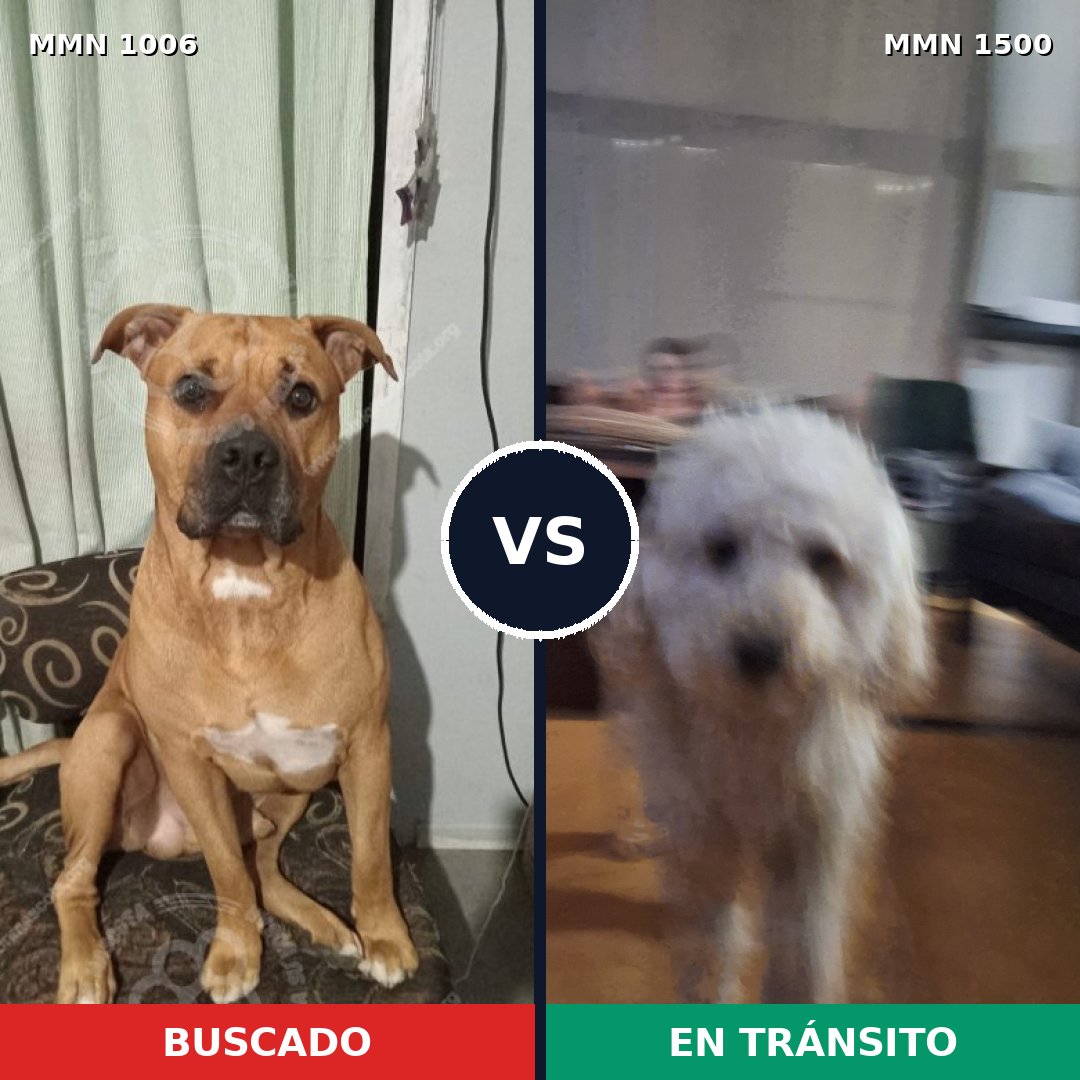 Comparativa MMS 26856: mascota perdida y mascota encontrada, 36% de similitud