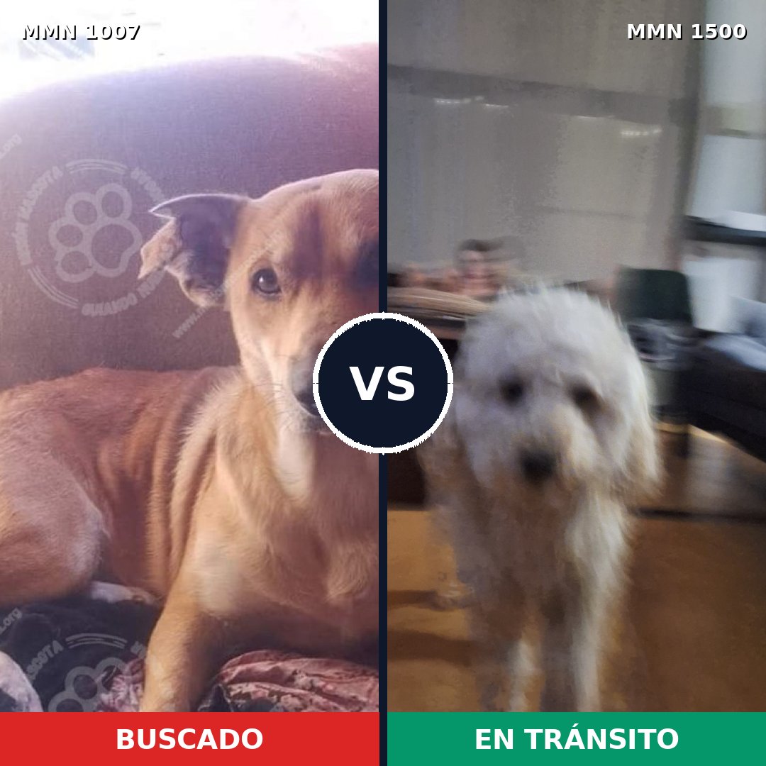 Comparativa MMS 26857: mascota perdida y mascota encontrada, 49% de similitud