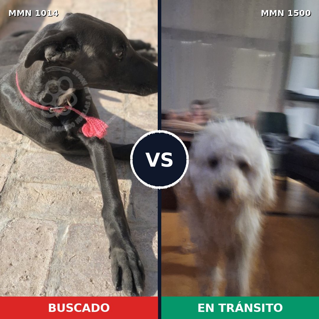 Comparativa MMS 26858: mascota perdida y mascota encontrada, 28% de similitud