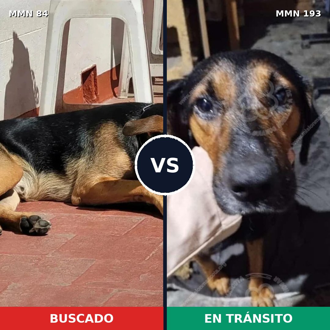 Comparativa MMS 2686: mascota perdida y mascota encontrada, 79% de similitud