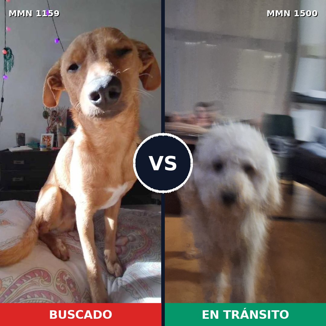 Comparativa MMS 26860: mascota perdida y mascota encontrada, 59% de similitud