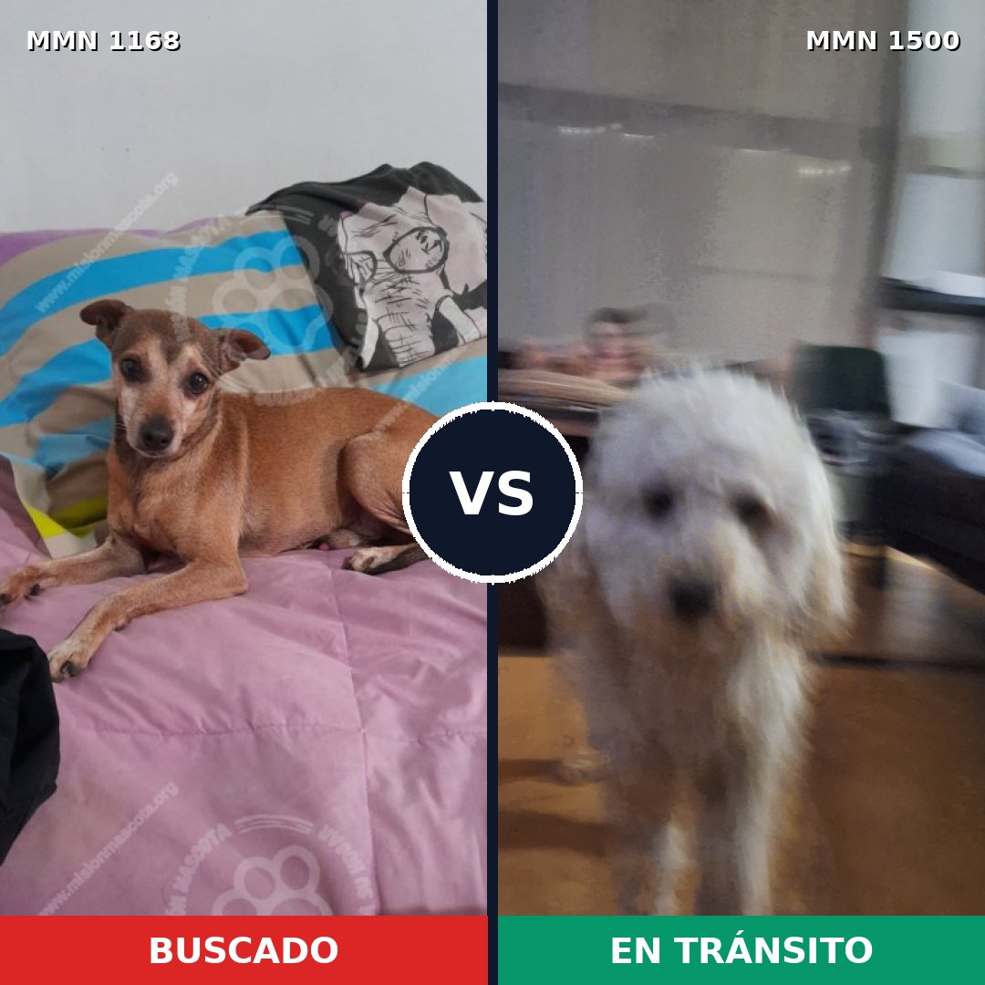 Comparativa MMS 26861: mascota perdida y mascota encontrada, 51% de similitud