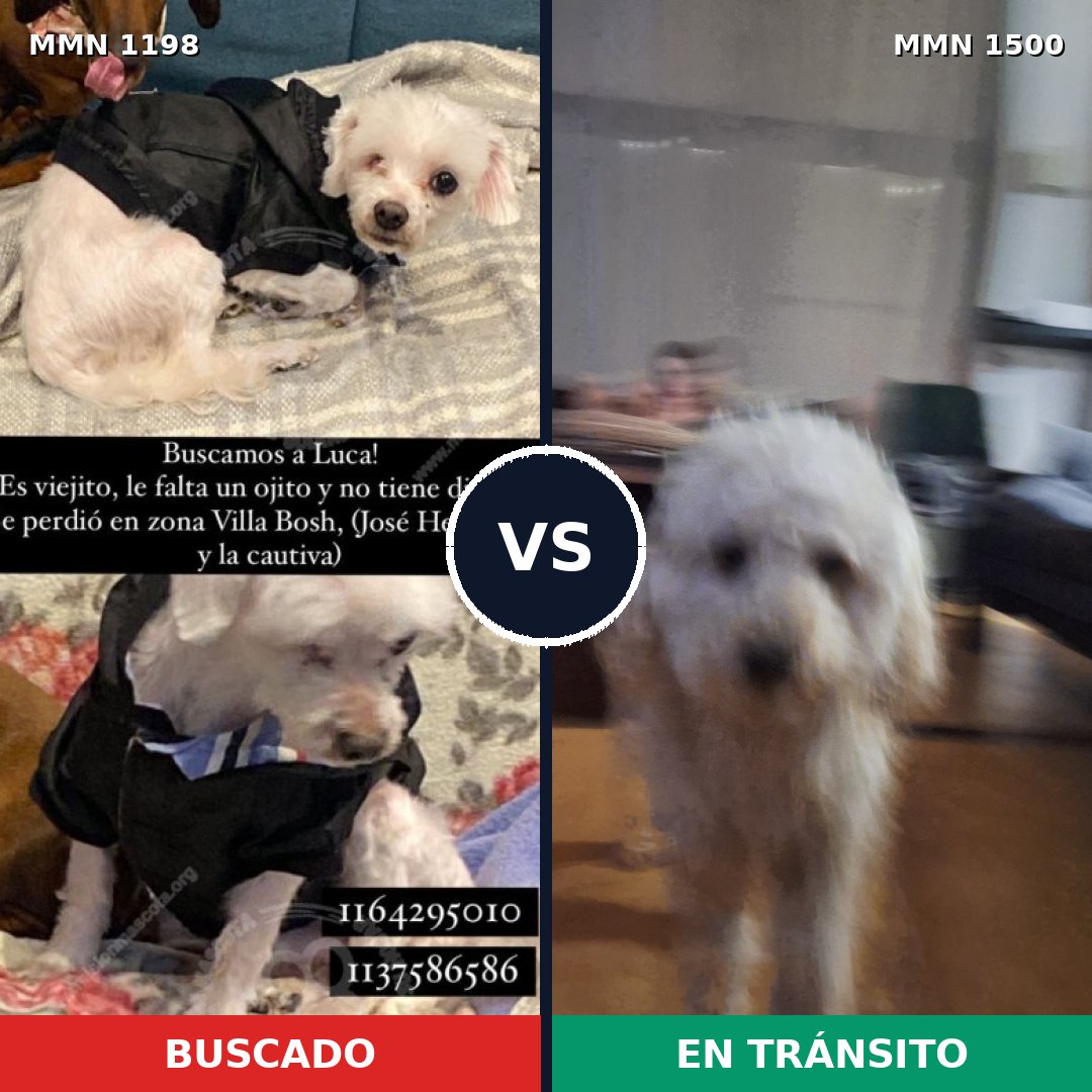 Comparativa MMS 26862: mascota perdida y mascota encontrada, 52% de similitud