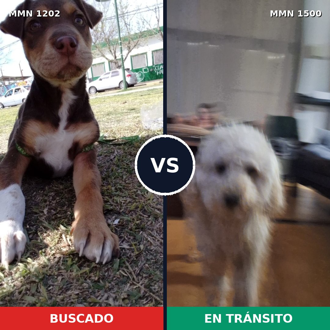 Comparativa MMS 26863: mascota perdida y mascota encontrada, 27% de similitud