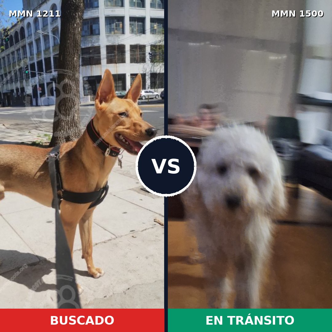 Comparativa MMS 26864: mascota perdida y mascota encontrada, 47% de similitud