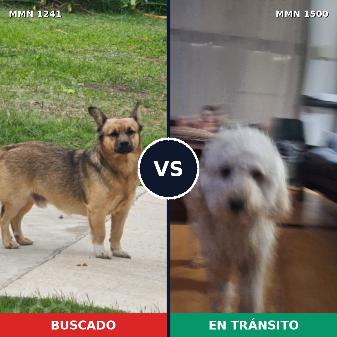 Comparativa MMS 26867: mascota perdida y mascota encontrada, 49% de similitud