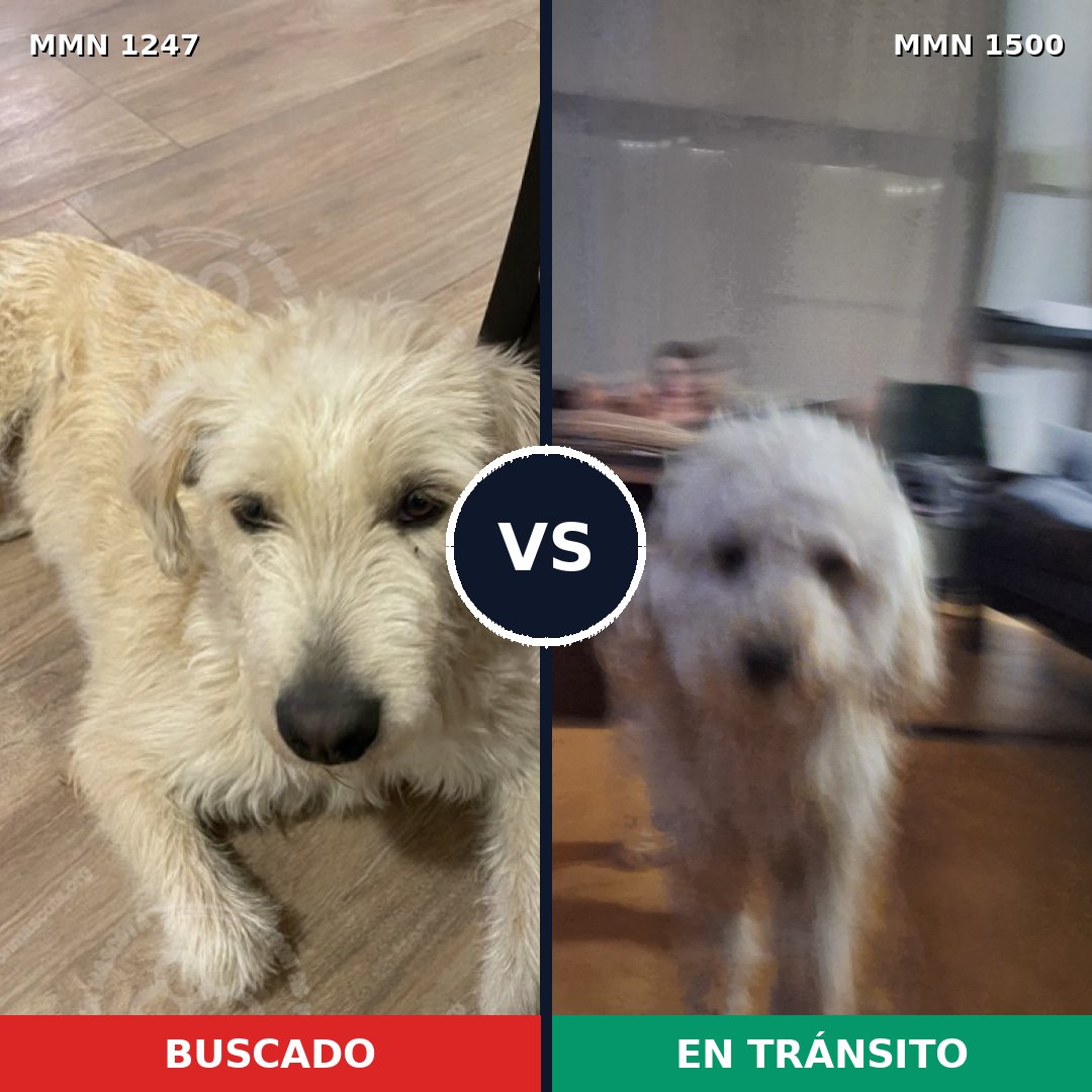 Comparativa MMS 26868: mascota perdida y mascota encontrada, 47% de similitud