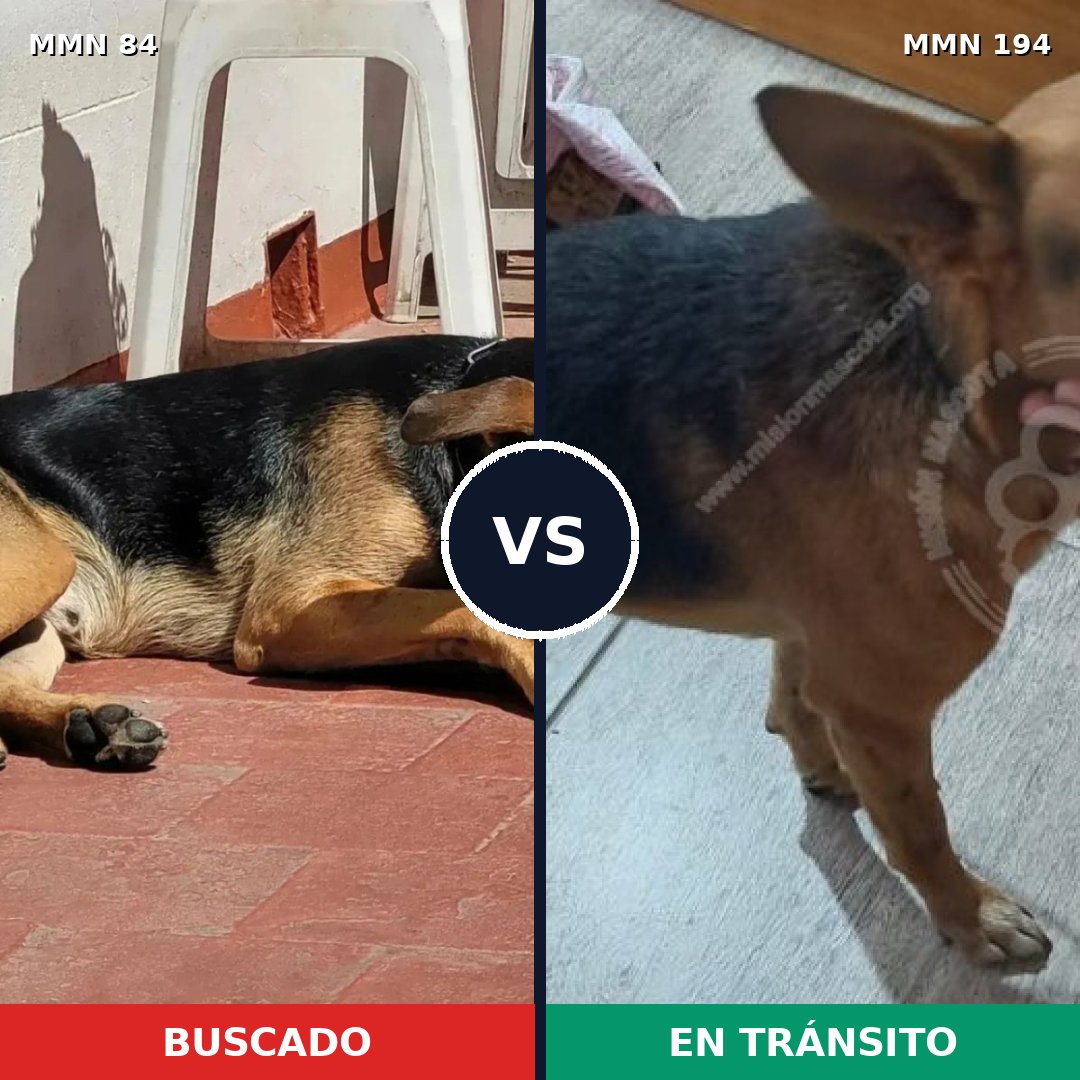 Comparativa MMS 2687: mascota perdida y mascota encontrada, 75% de similitud