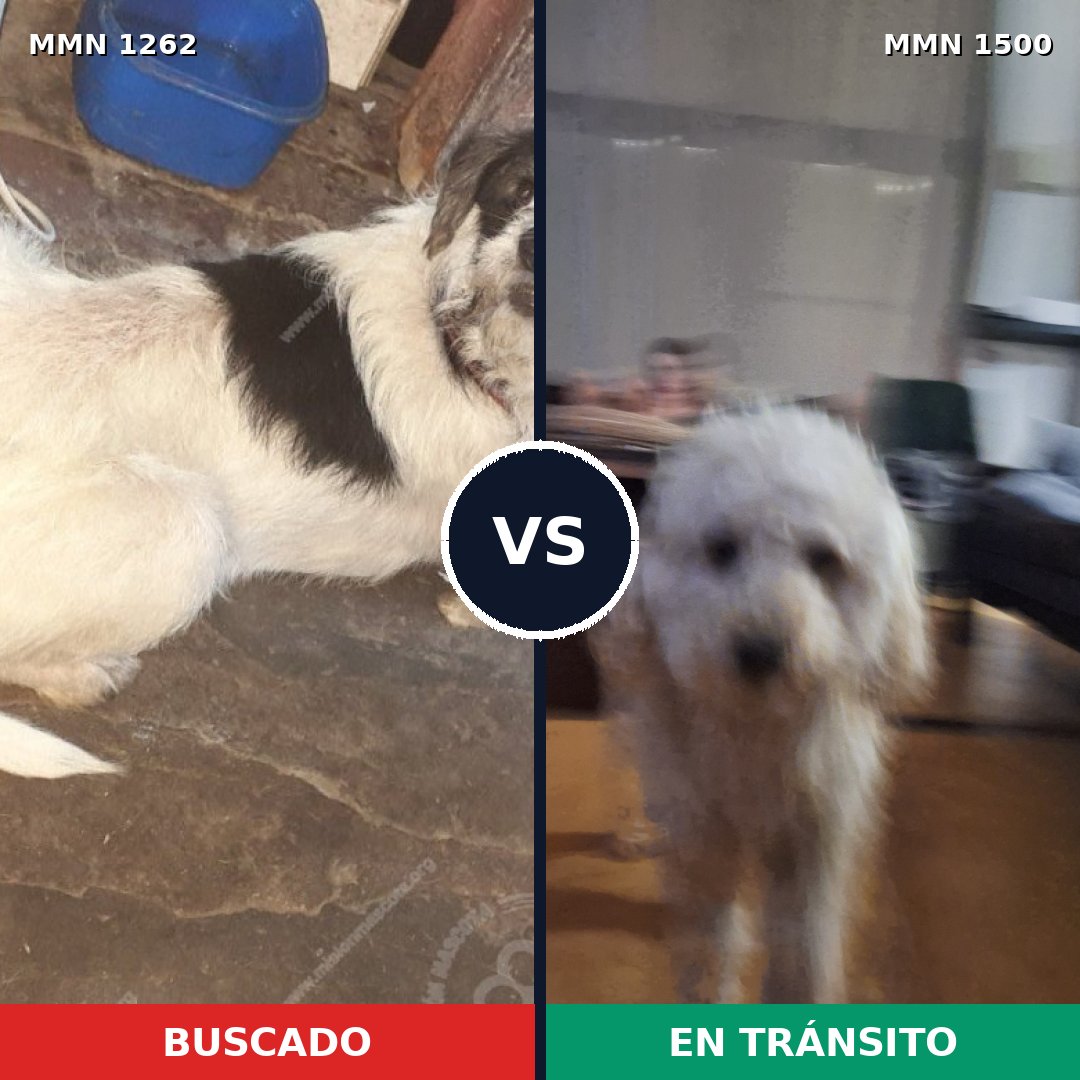 Comparativa MMS 26870: mascota perdida y mascota encontrada, 33% de similitud