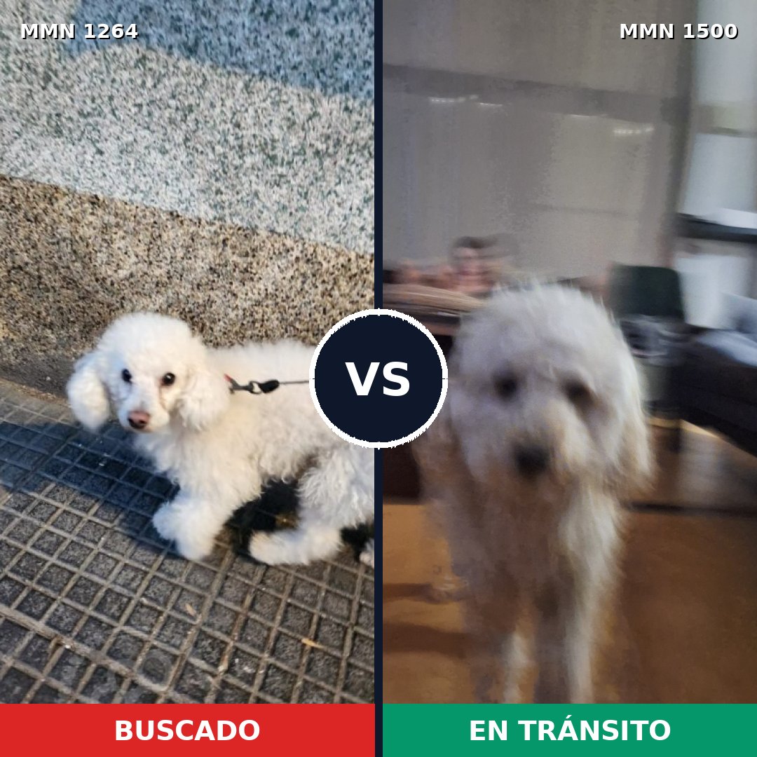 Comparativa MMS 26871: mascota perdida y mascota encontrada, 52% de similitud