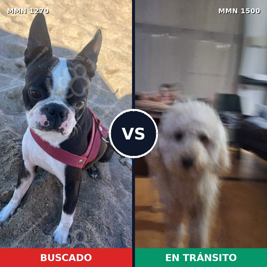 Comparativa MMS 26872: mascota perdida y mascota encontrada, 51% de similitud