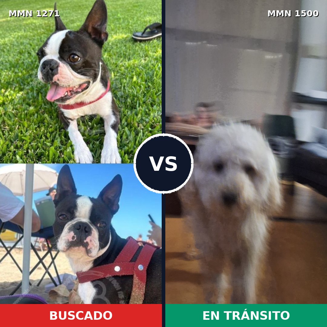 Comparativa MMS 26873: mascota perdida y mascota encontrada, 51% de similitud