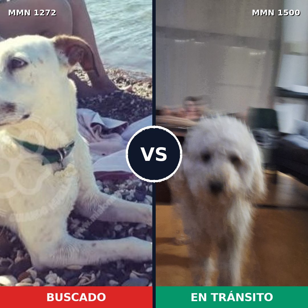 Comparativa MMS 26874: mascota perdida y mascota encontrada, 34% de similitud