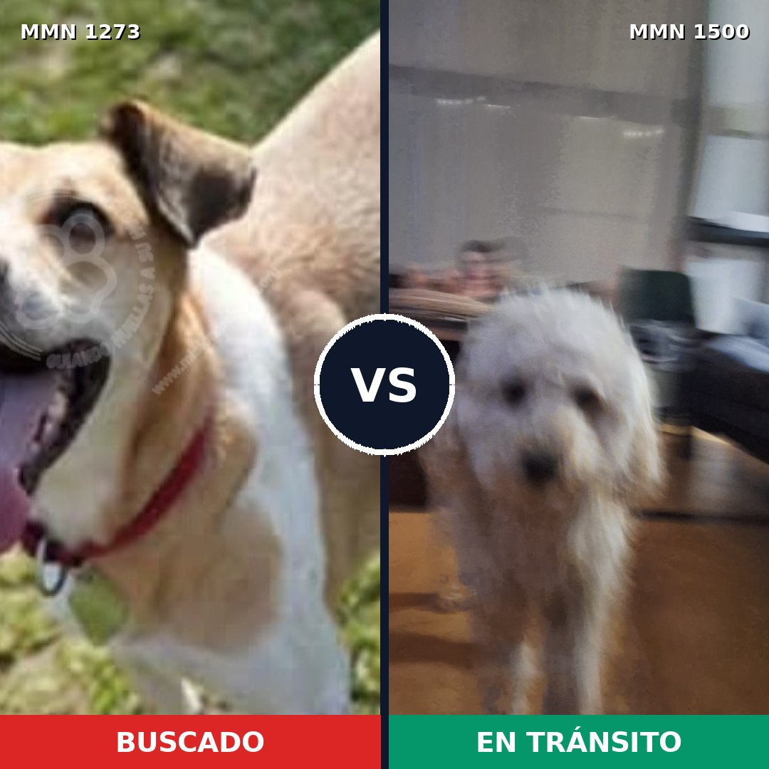 Comparativa MMS 26875: mascota perdida y mascota encontrada, 34% de similitud