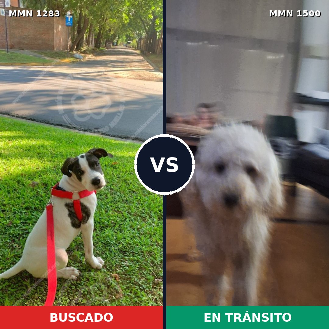 Comparativa MMS 26876: mascota perdida y mascota encontrada, 51% de similitud