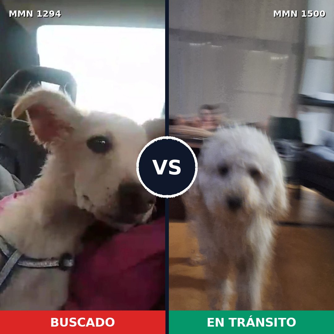 Comparativa MMS 26878: mascota perdida y mascota encontrada, 39% de similitud