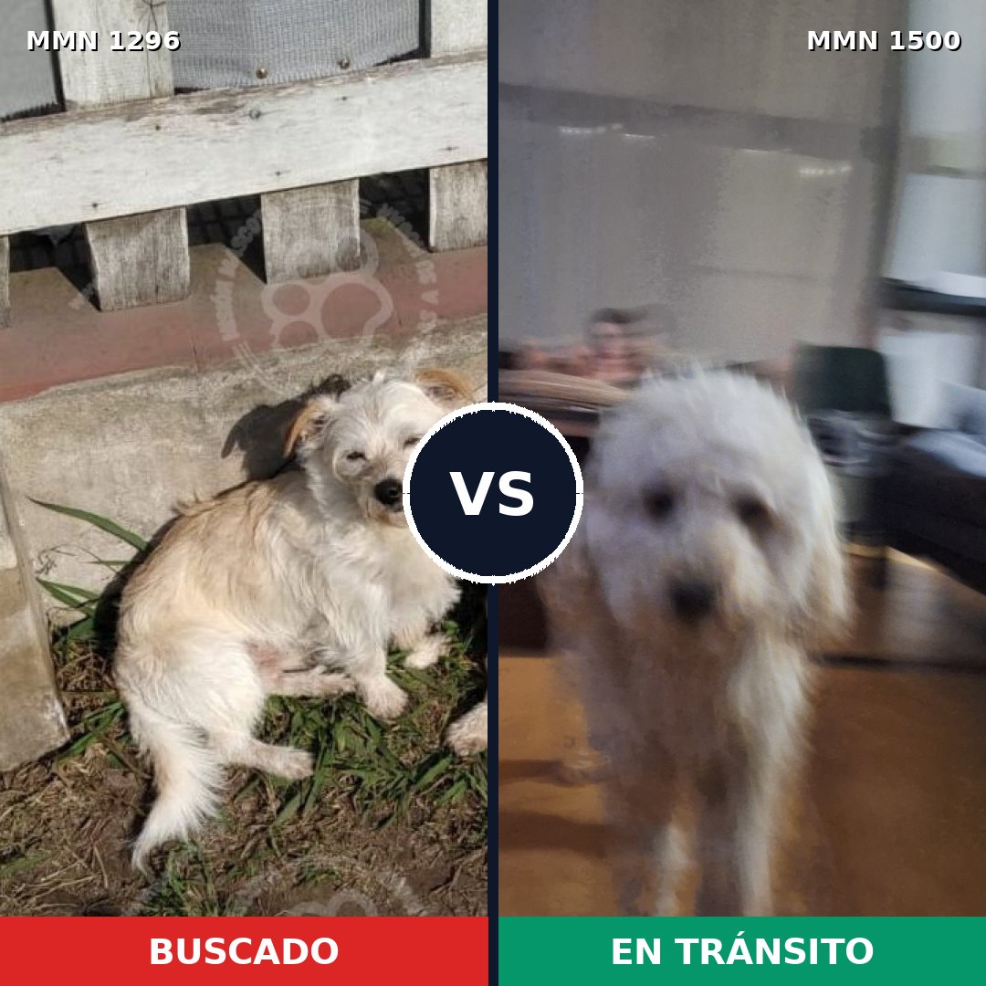 Comparativa MMS 26879: mascota perdida y mascota encontrada, 57% de similitud