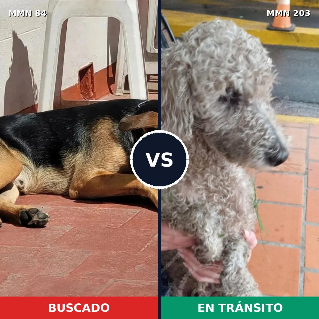 Comparativa MMS 2688: mascota perdida y mascota encontrada, 18% de similitud