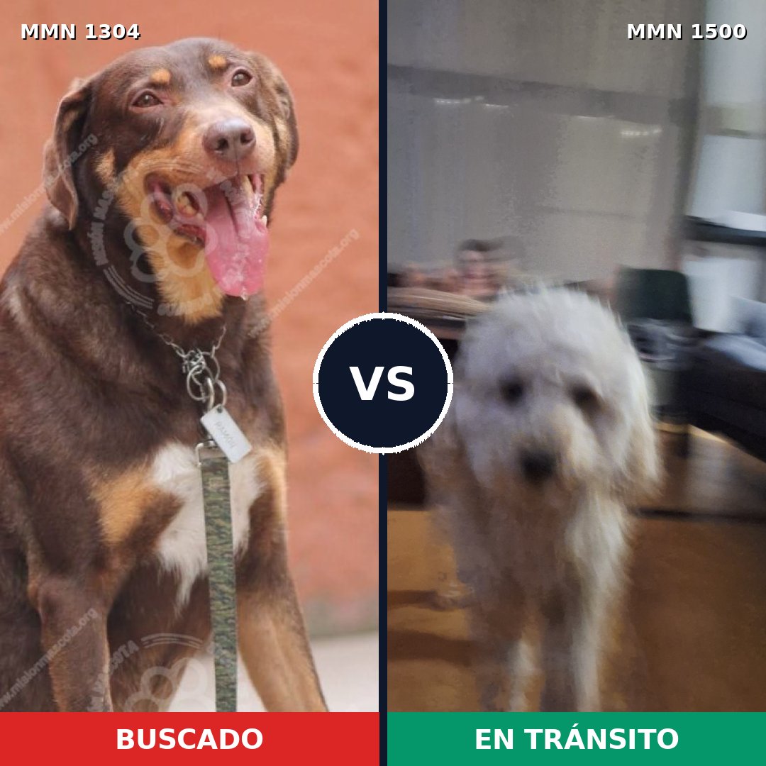 Comparativa MMS 26881: mascota perdida y mascota encontrada, 34% de similitud