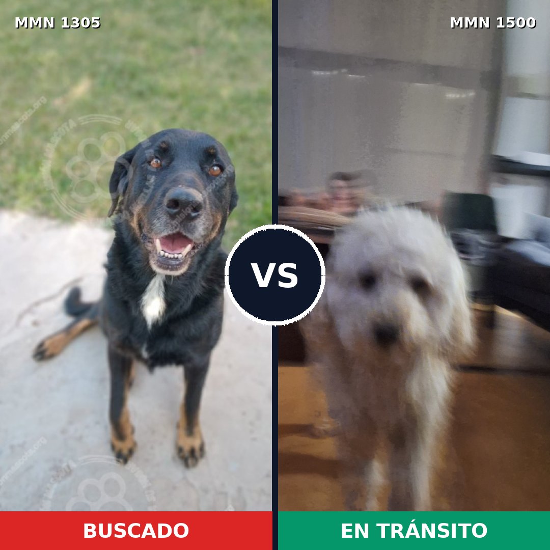 Comparativa MMS 26882: mascota perdida y mascota encontrada, 25% de similitud