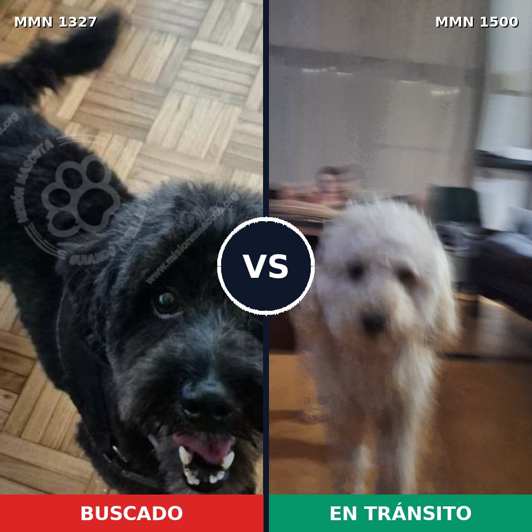 Comparativa MMS 26883: mascota perdida y mascota encontrada, 30% de similitud