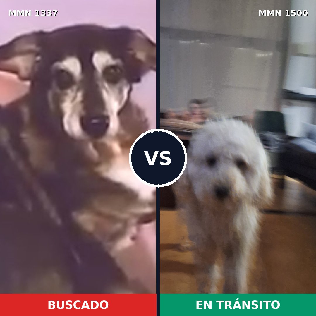 Comparativa MMS 26884: mascota perdida y mascota encontrada, 40% de similitud