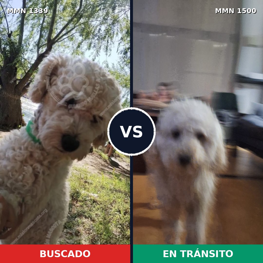 Comparativa MMS 26885: mascota perdida y mascota encontrada, 56% de similitud