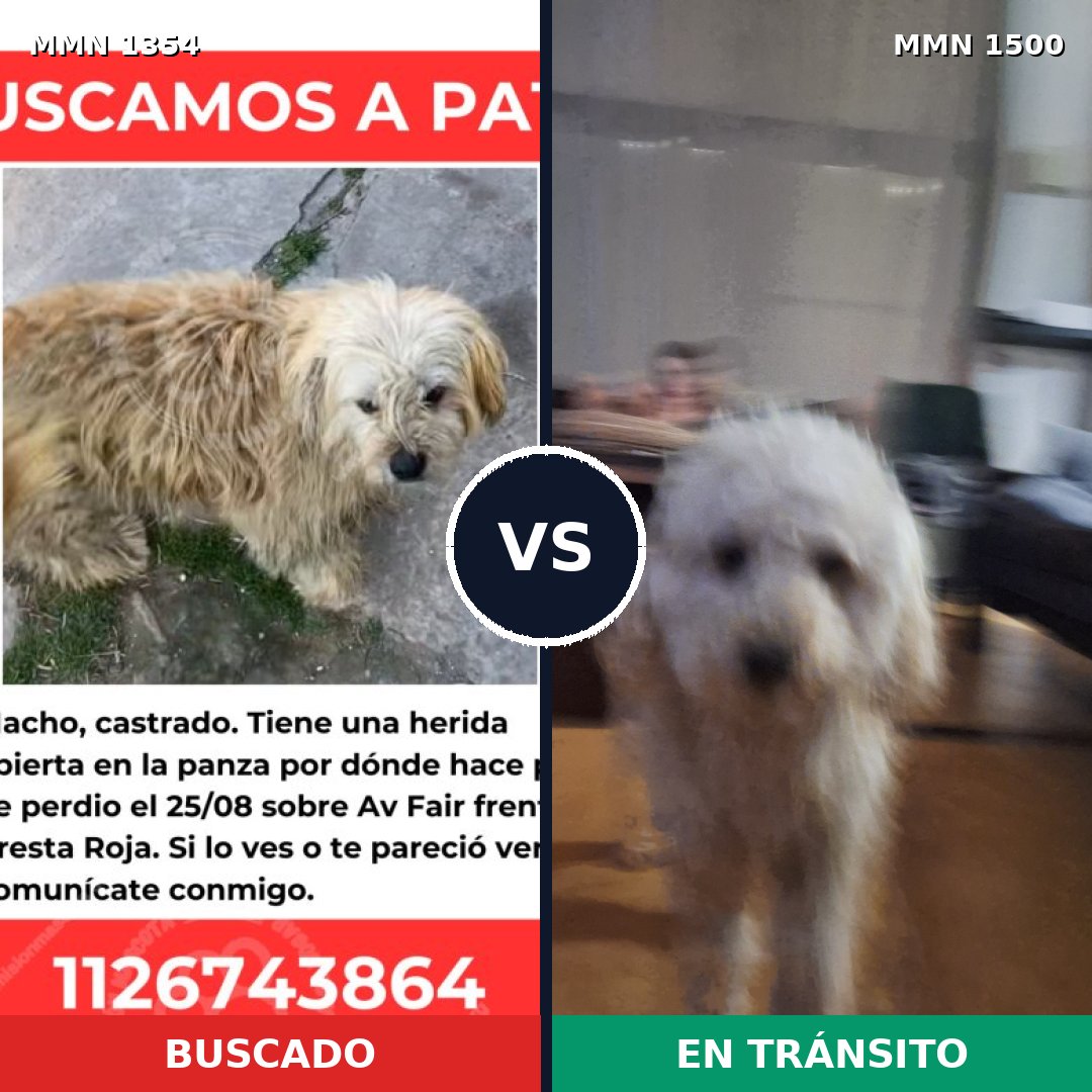 Comparativa MMS 26886: mascota perdida y mascota encontrada, 42% de similitud