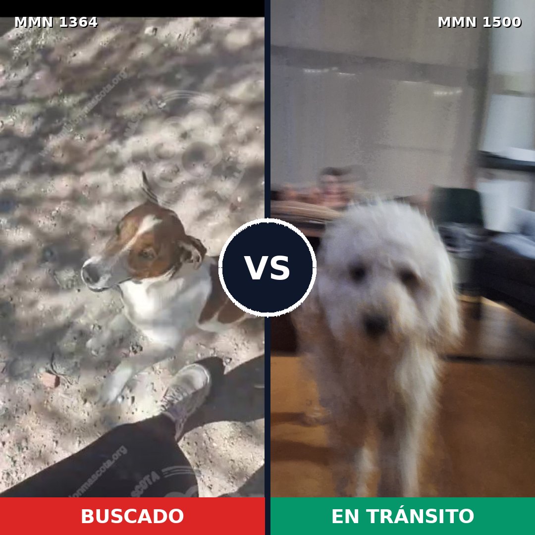 Comparativa MMS 26887: mascota perdida y mascota encontrada, 48% de similitud