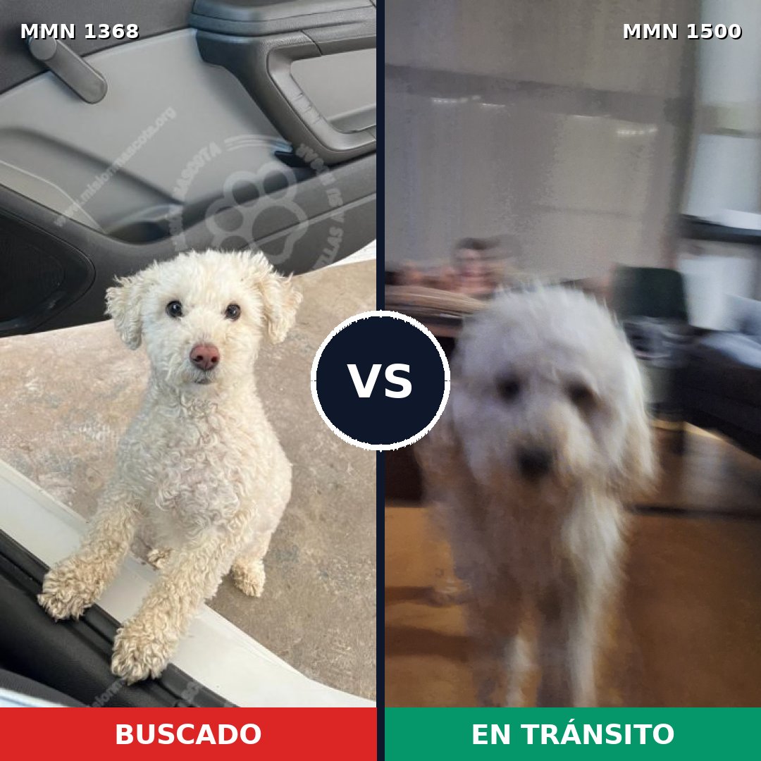 Comparativa MMS 26888: mascota perdida y mascota encontrada, 54% de similitud