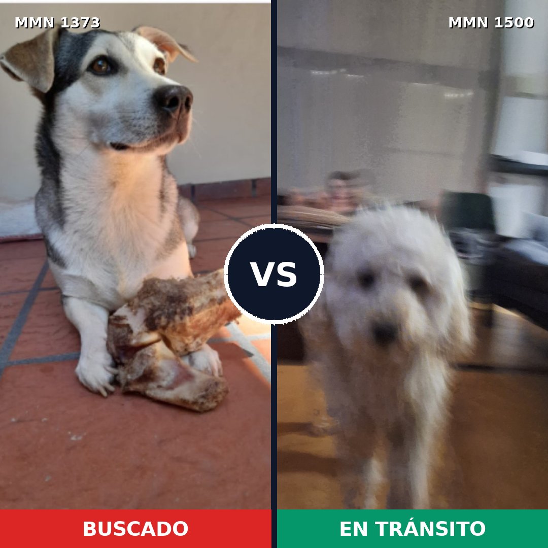 Comparativa MMS 26889: mascota perdida y mascota encontrada, 52% de similitud