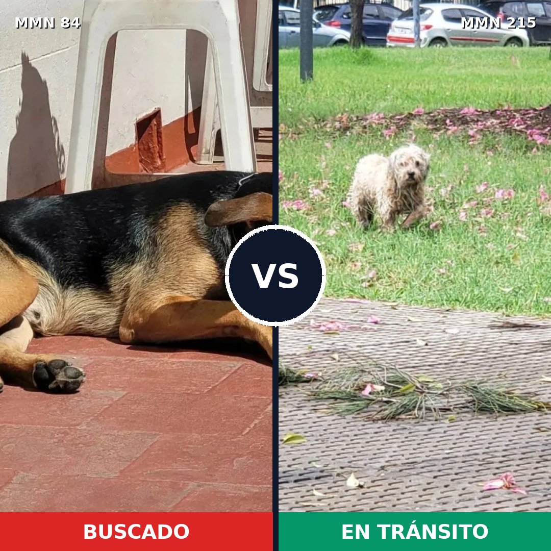 Comparativa MMS 2689: mascota perdida y mascota encontrada, 49% de similitud