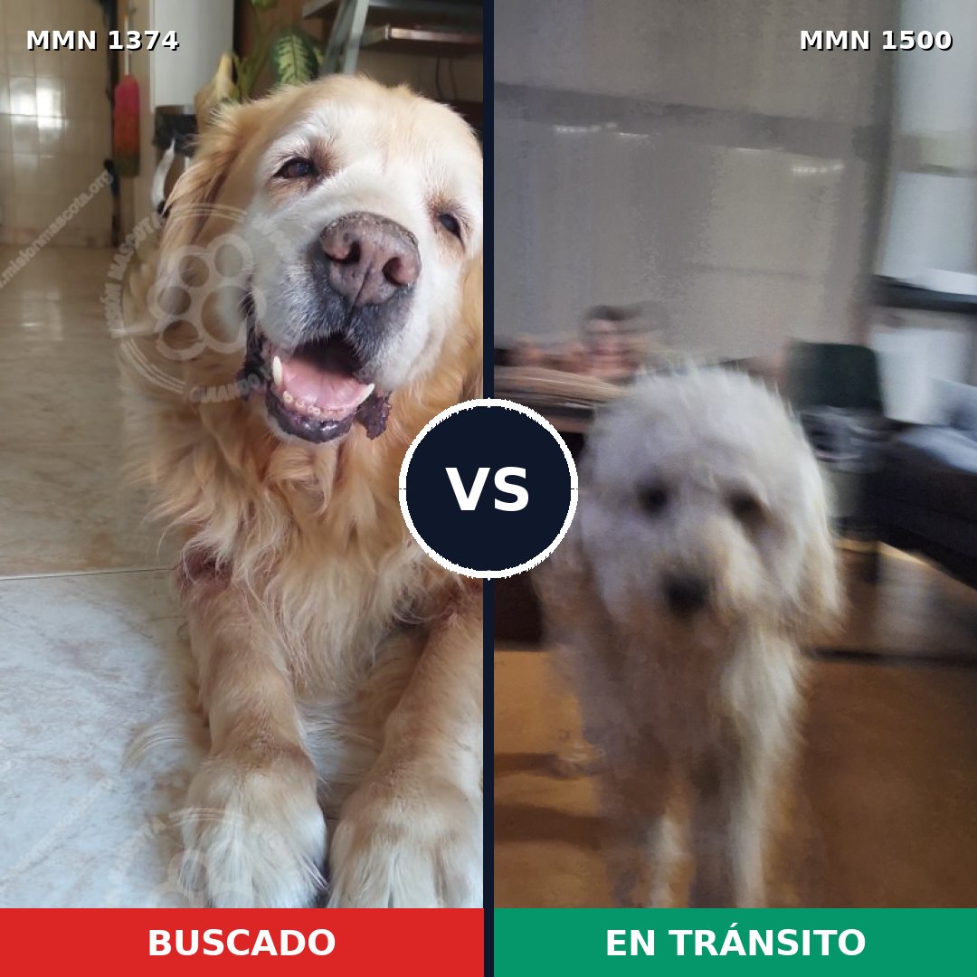 Comparativa MMS 26890: mascota perdida y mascota encontrada, 34% de similitud