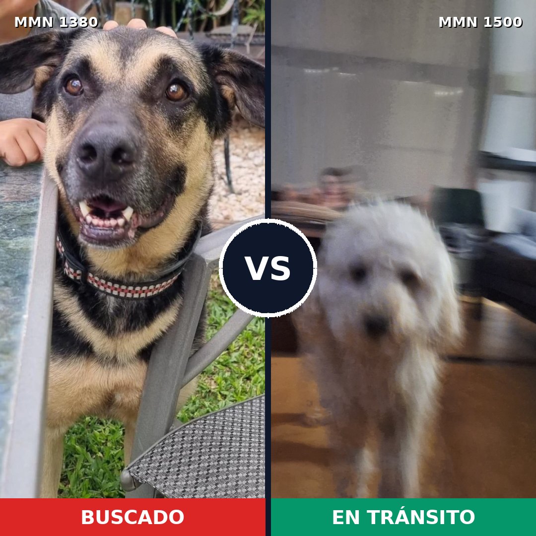 Comparativa MMS 26892: mascota perdida y mascota encontrada, 24% de similitud