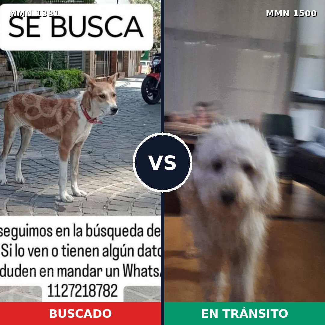 Comparativa MMS 26893: mascota perdida y mascota encontrada, 26% de similitud
