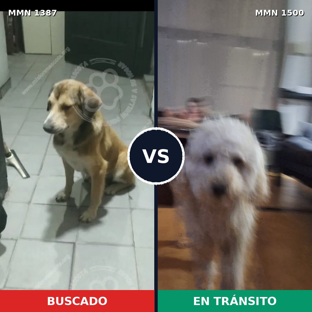 Comparativa MMS 26894: mascota perdida y mascota encontrada, 42% de similitud