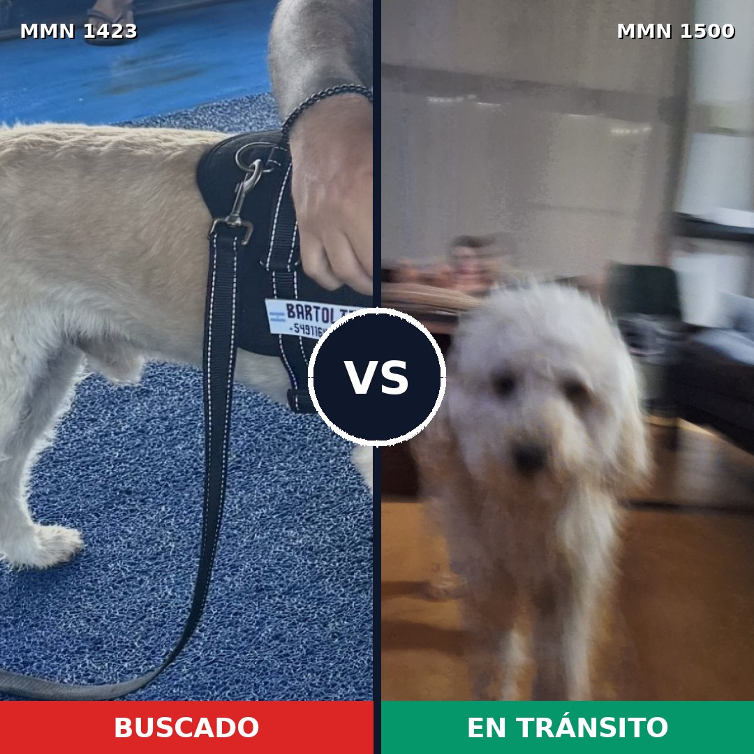 Comparativa MMS 26896: mascota perdida y mascota encontrada, 48% de similitud